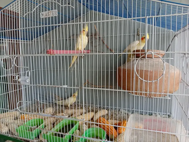 cream cocktail parrot pair and ek patha for sale with cage — photo 5