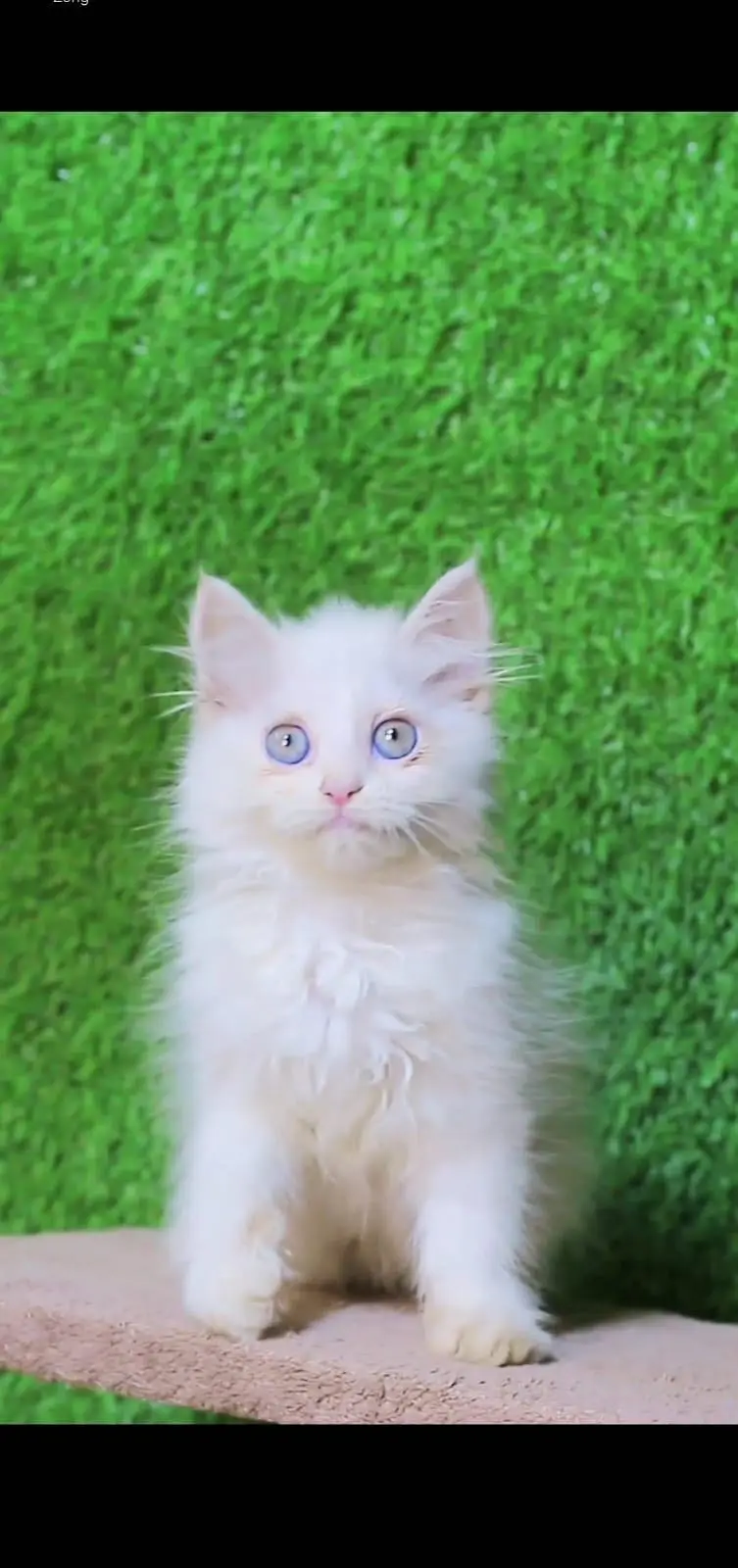 Blue Eyes Kitten - Tripple coted - kitten for sale — photo 3