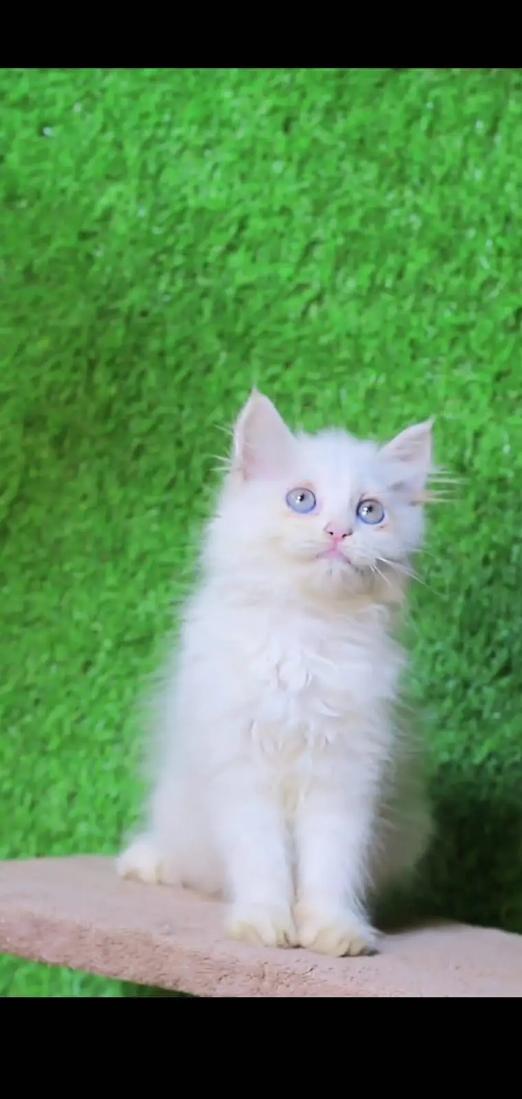 Blue Eyes Kitten - Tripple coted - kitten for sale — photo 4