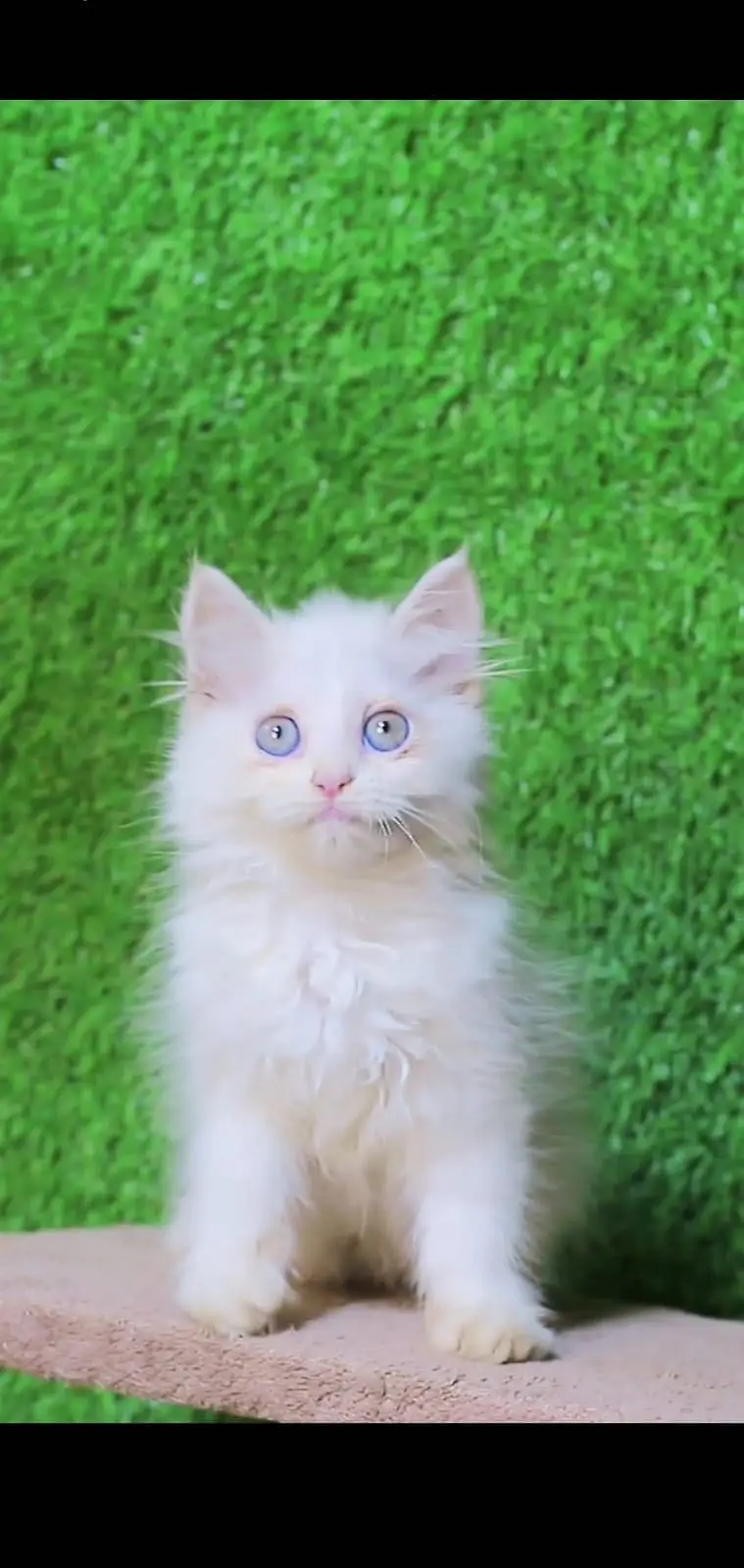 Blue Eyes Kitten - Tripple coted - kitten for sale — photo 5