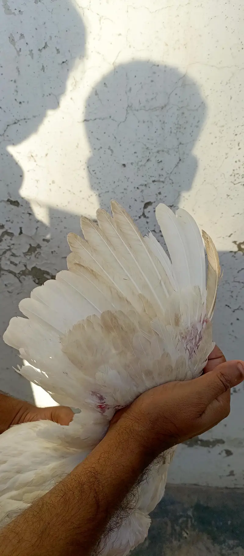 Paper white Aseel Pathi — photo 4