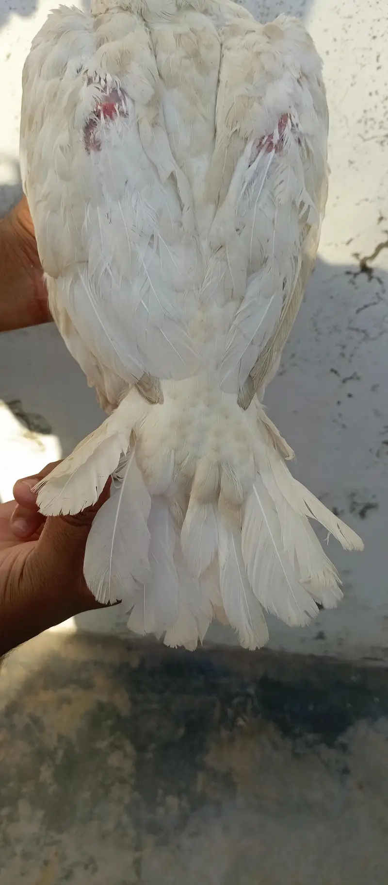 Paper white Aseel Pathi — photo 5