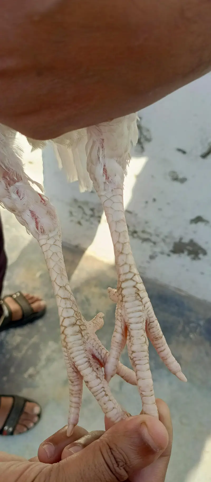 Paper white Aseel Pathi — photo 6