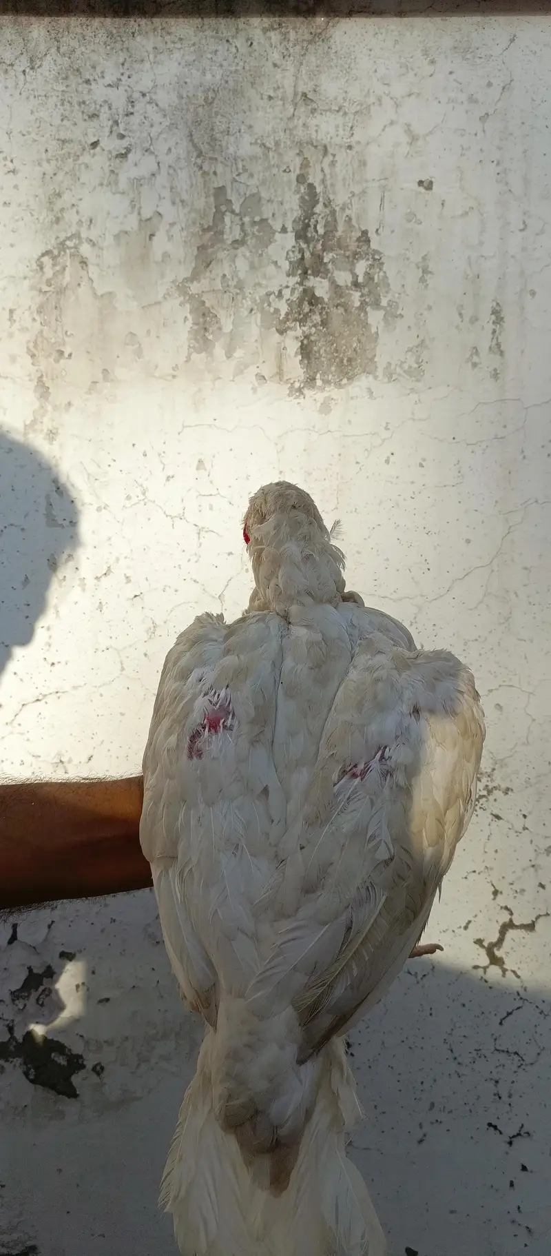 Paper white Aseel Pathi — photo 7