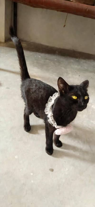 Black beautiful domestic cat litter trained