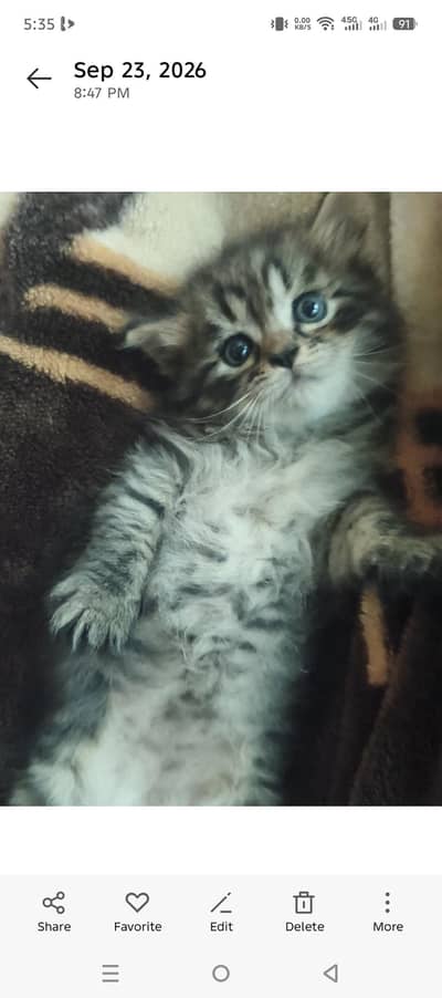 kitten for sale in 12 k context at this no  03128573521