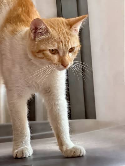 Adorable Kitten Needs a Home