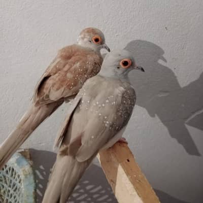 diamond dove pair. dove chick