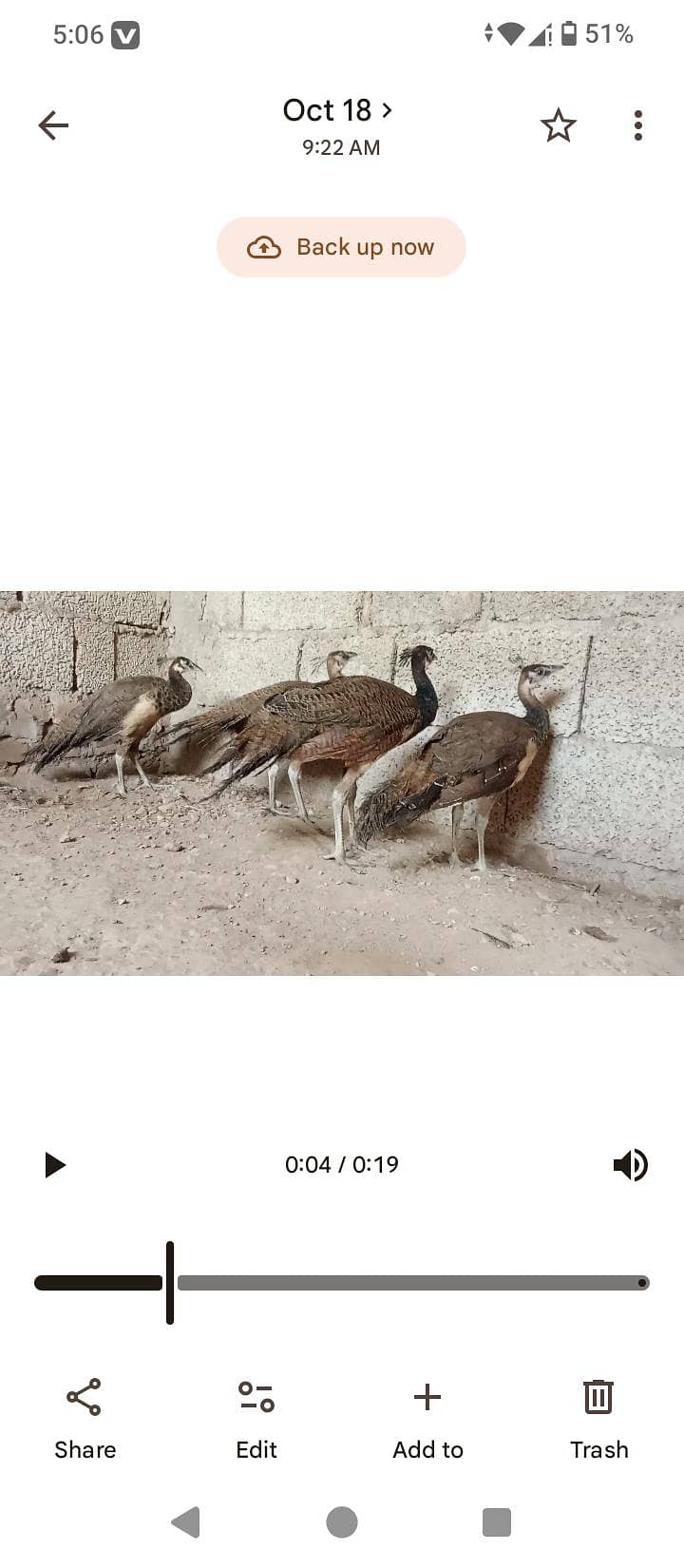 مور دو نر اور دو مادی ہیں 0
