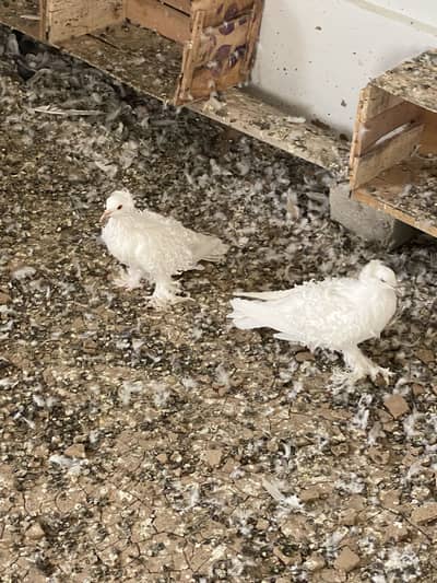 Frill Back Breeder Pair