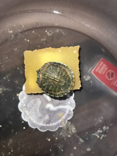Turtle for sale