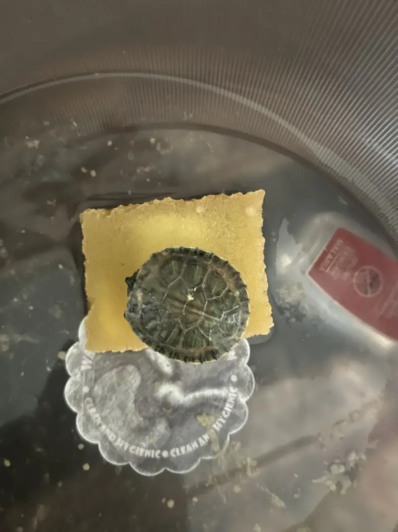 Turtle for sale — photo 2