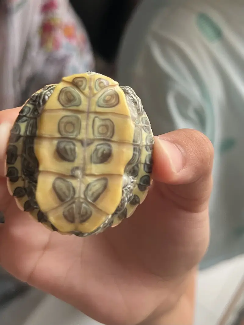 Turtle for sale — photo 3