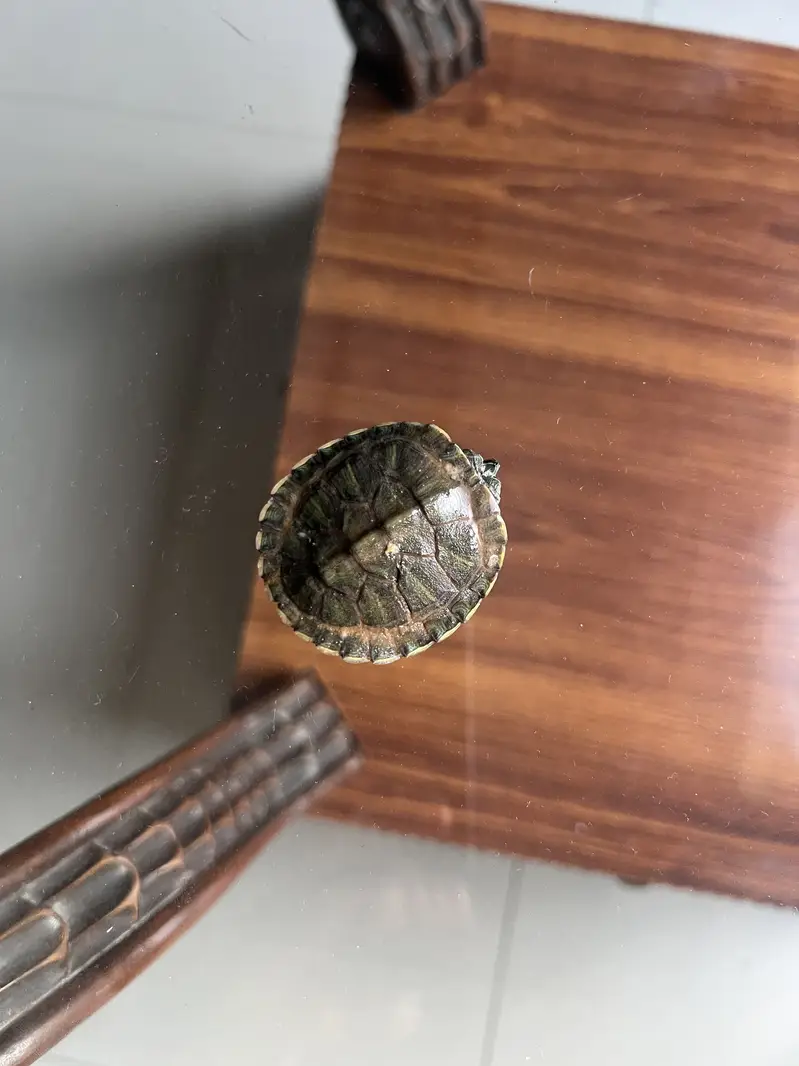 Turtle for sale — photo 4