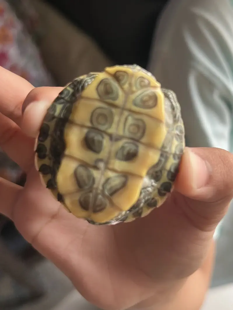 Turtle for sale — photo 5