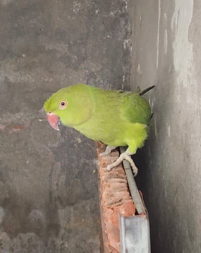 Parrot