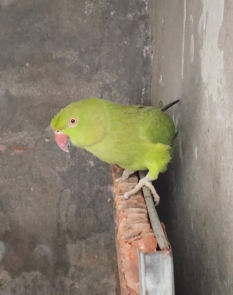 Parrot 0
