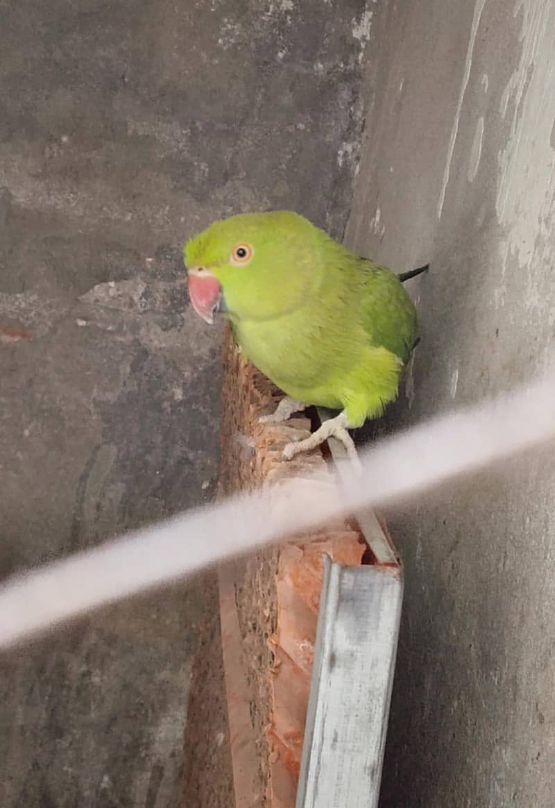 Parrot 1