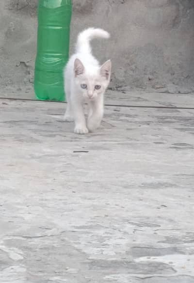 Persian cat sale exchange