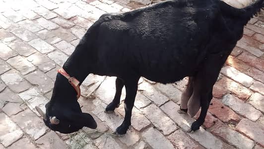 Bakri For Sale 2 Se 3 Din Me Bacha Dene Wali Kabirwala