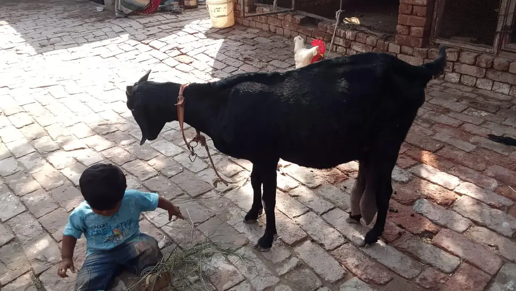 Bakri For Sale 2 Se 3 Din Me Bacha Dene Wali Kabirwala — photo 2