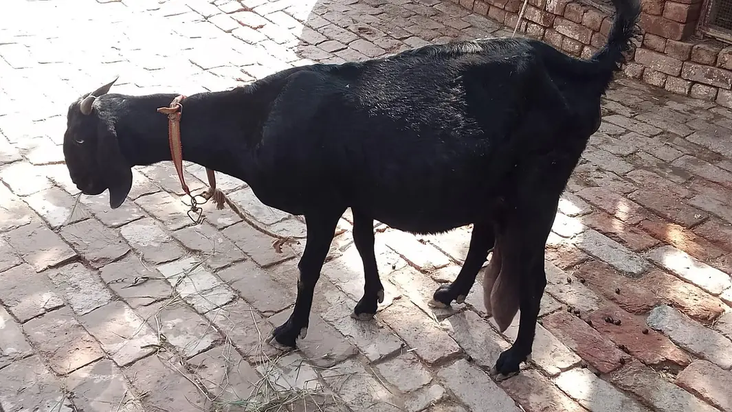 Bakri For Sale 2 Se 3 Din Me Bacha Dene Wali Kabirwala — photo 3