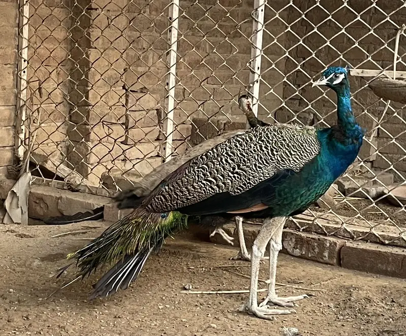 Indian blue — photo 2