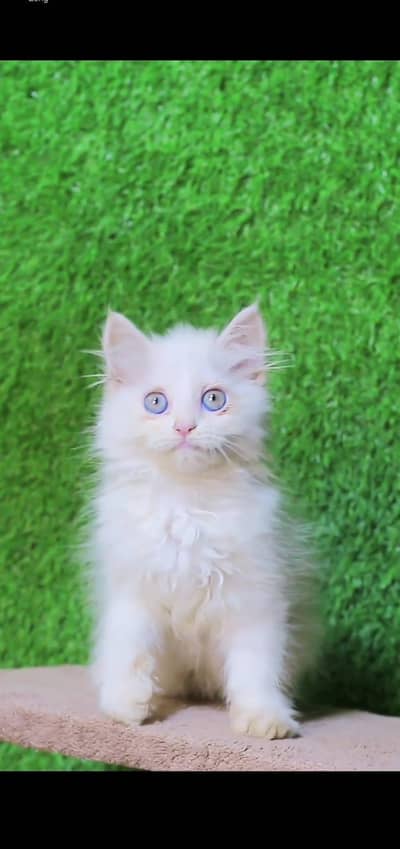 Blue Eyes kitten - Tripple Coted - kitten for sale