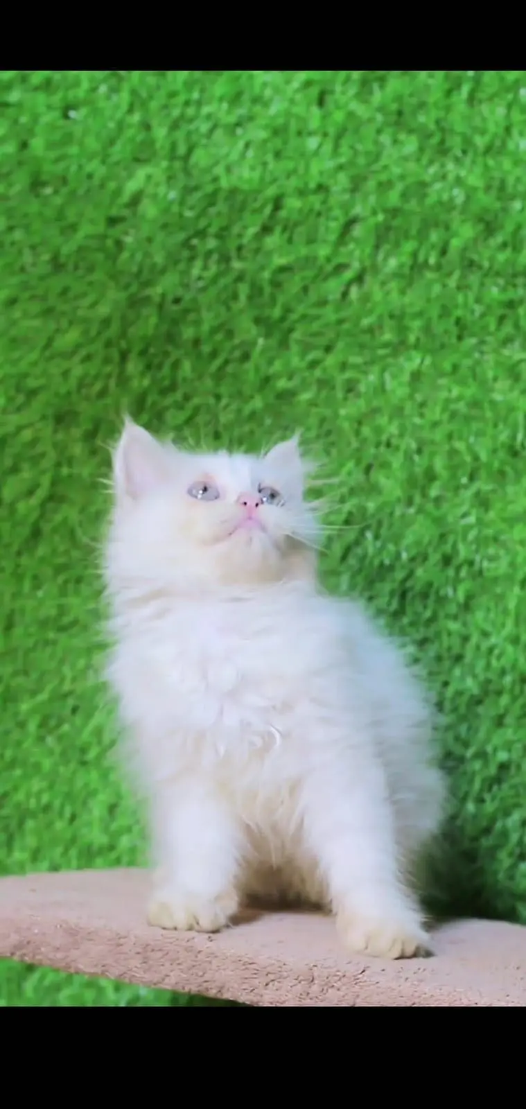 Blue Eyes kitten - Tripple Coted - kitten for sale — photo 4