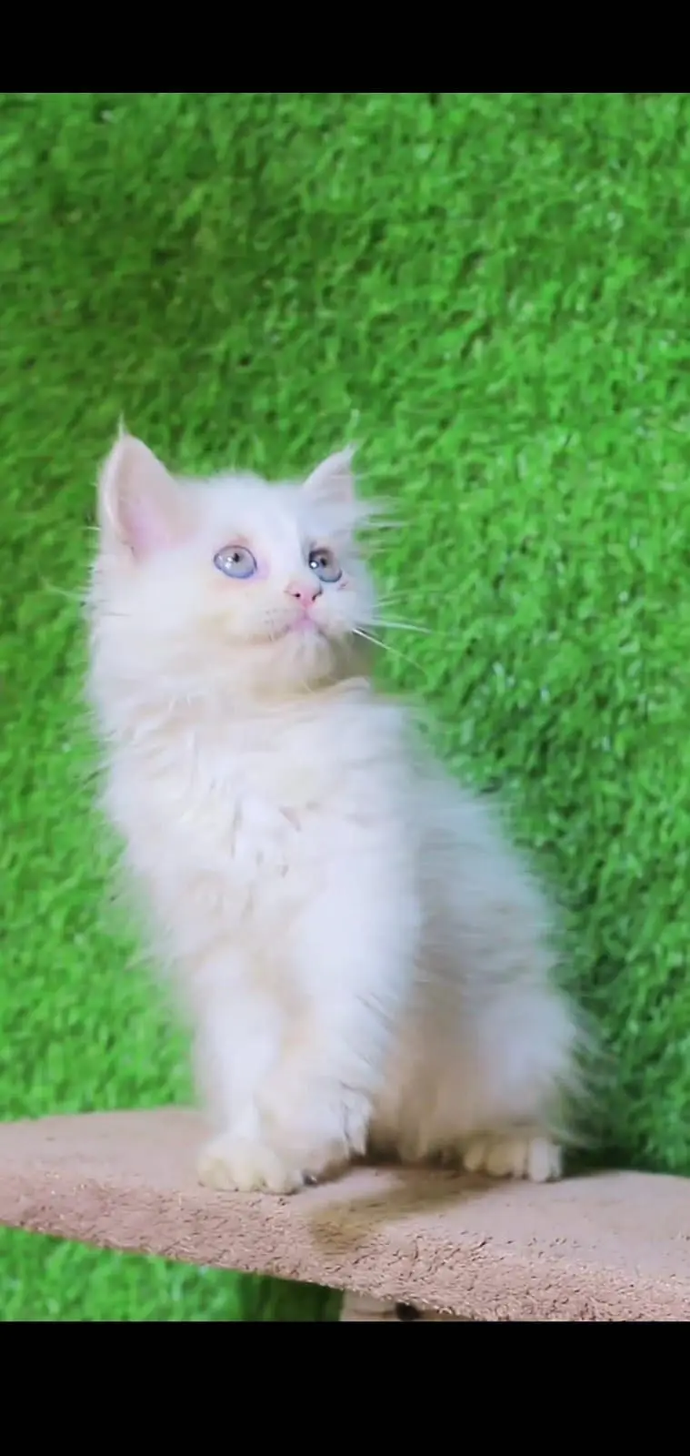 Blue Eyes kitten - Tripple Coted - kitten for sale — photo 5