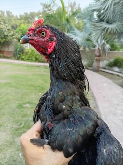 Old bloodline Mianwali