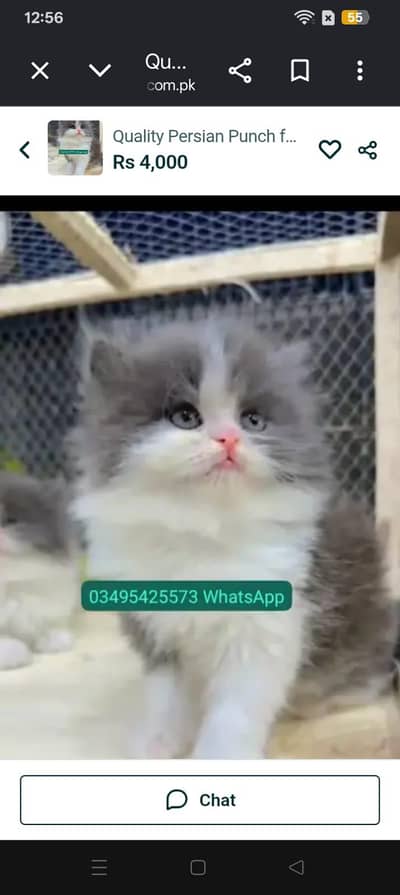 Quality Persian Punch face cat & kitten Male female Both available h