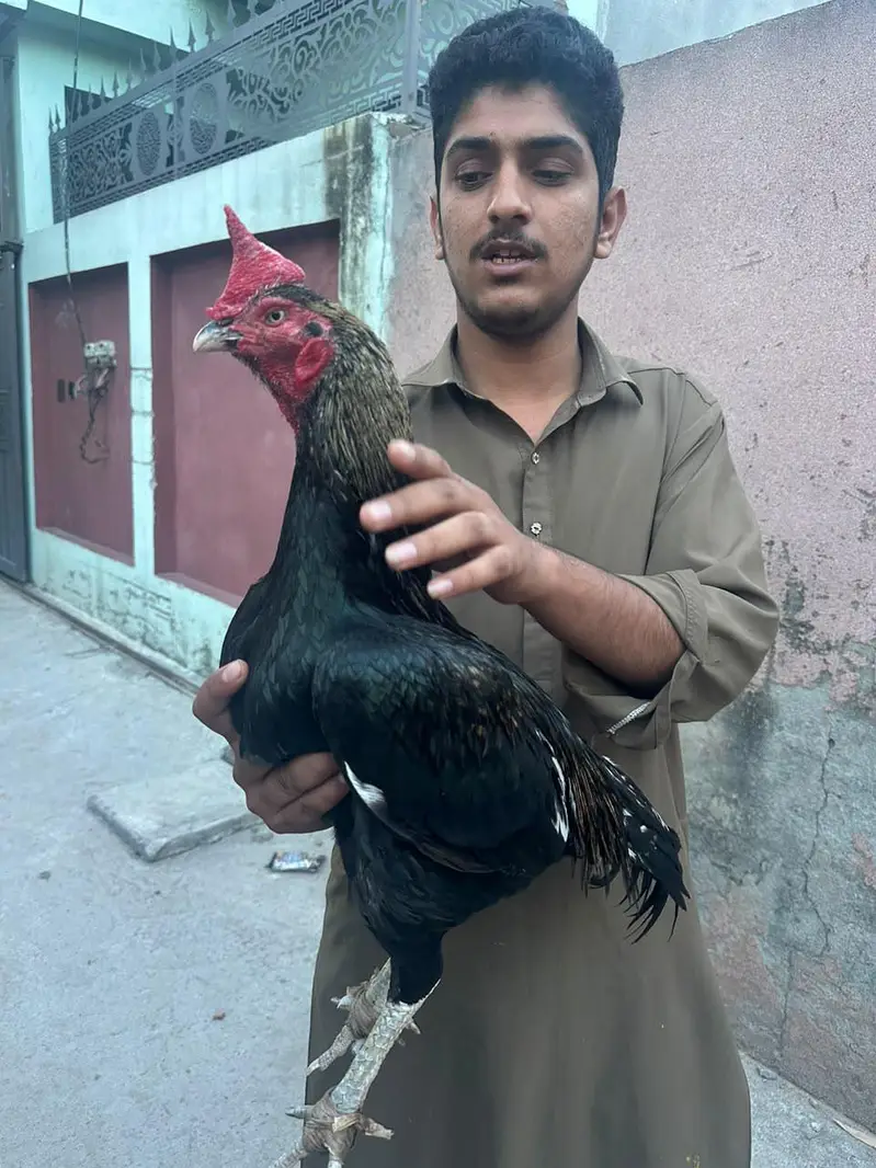 Aseel bengum for sale — photo 5