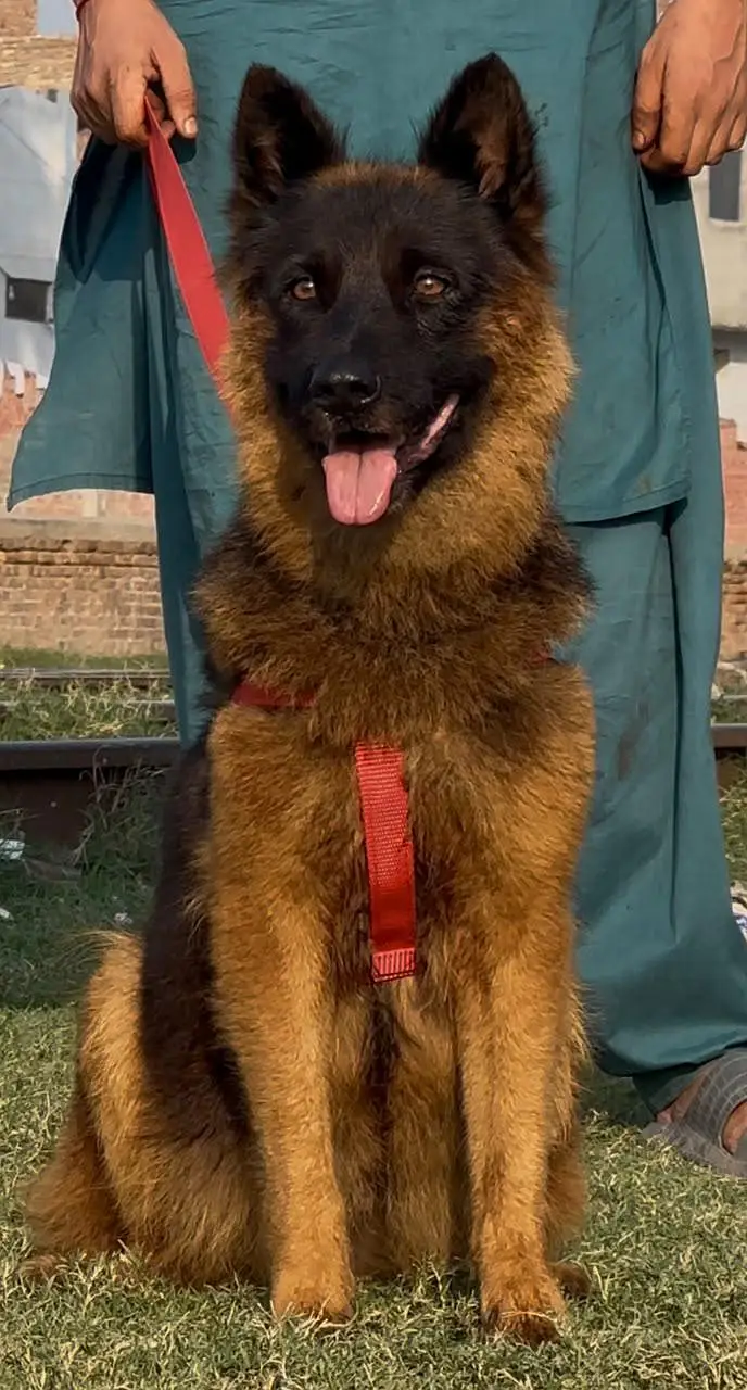 German shepherd long coat female age 9 months for sale — photo 2