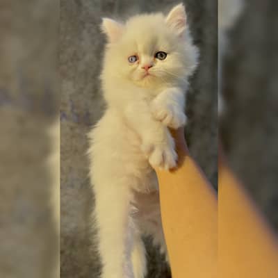 Persian kittens punch face triple coat