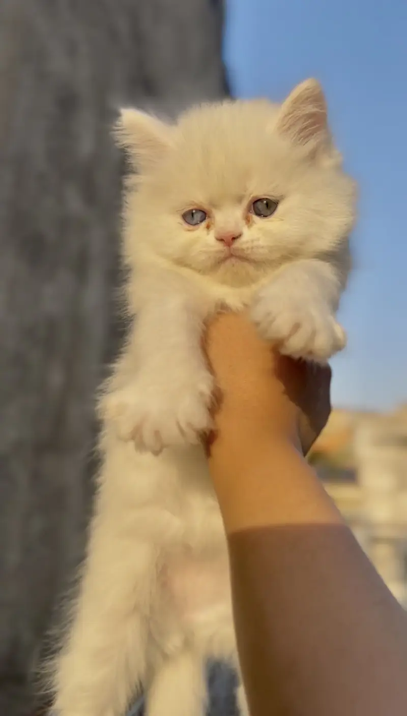 Persian kittens punch face triple coat — photo 2