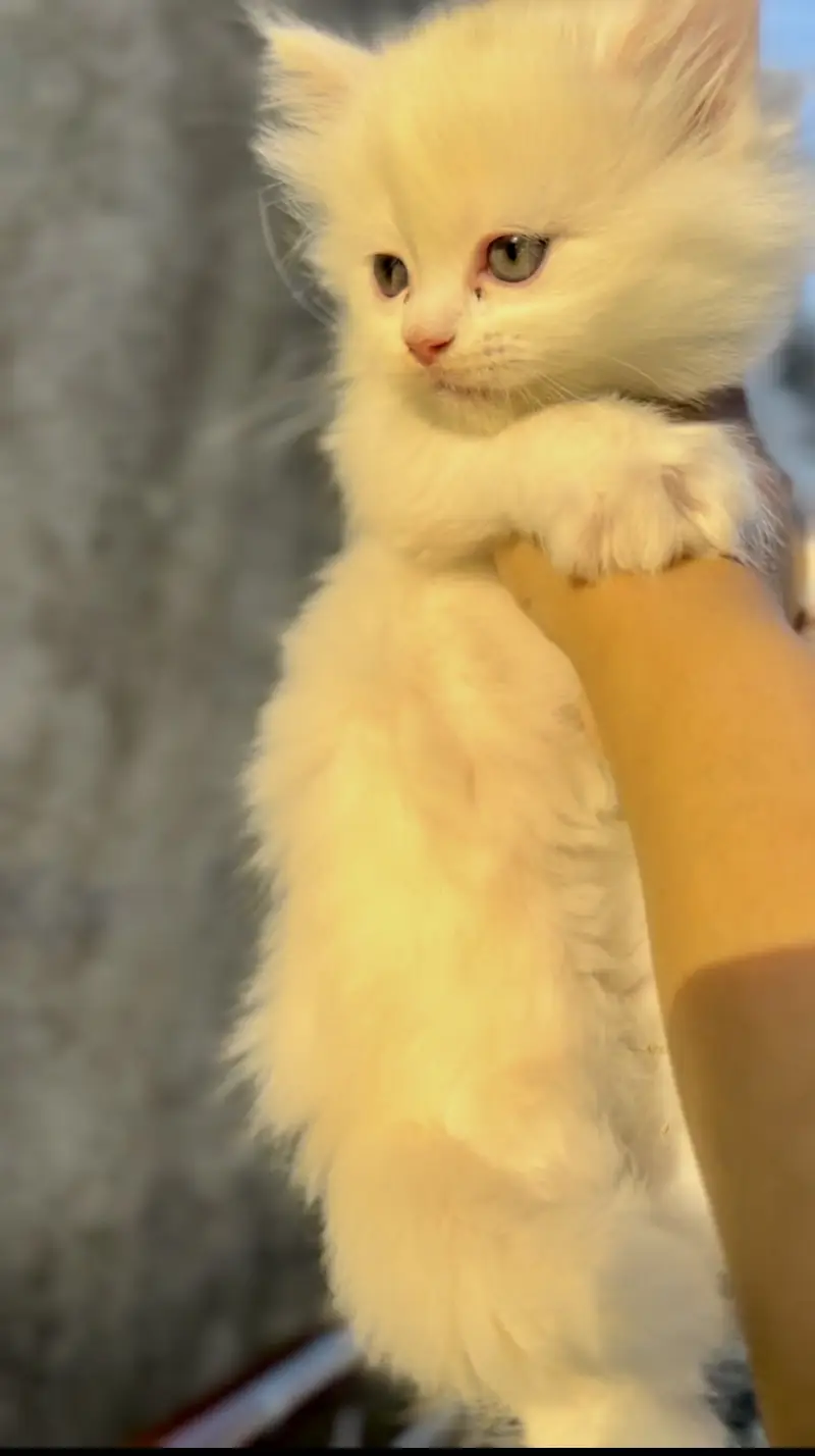 Persian kittens punch face triple coat — photo 3
