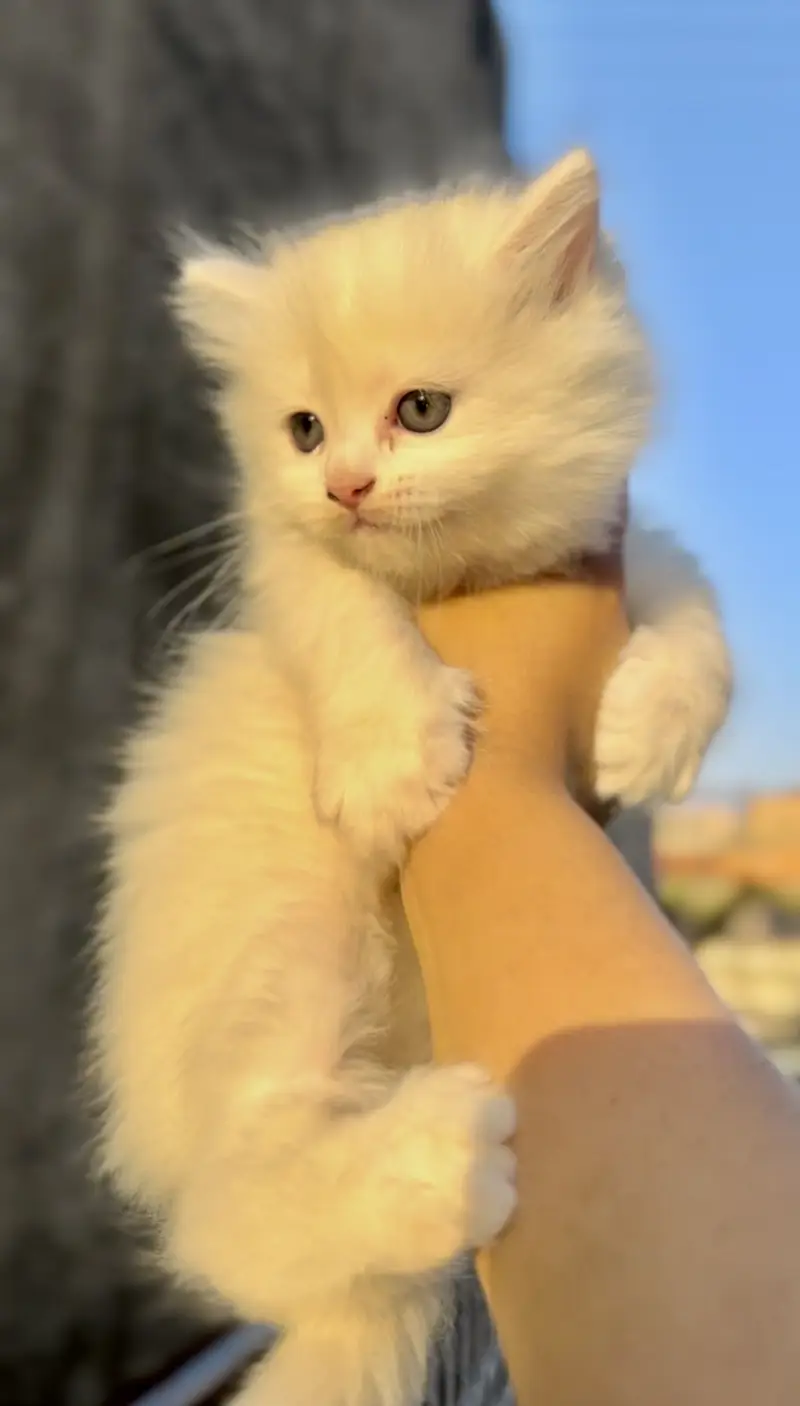 Persian kittens punch face triple coat — photo 4