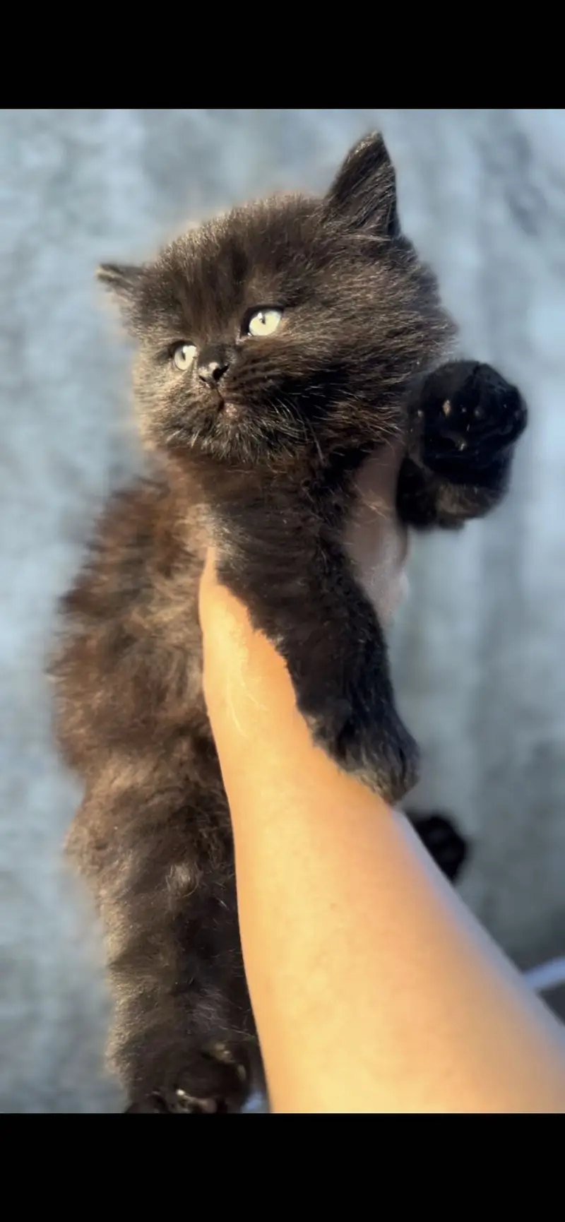 Persian kittens punch face triple coat — photo 5