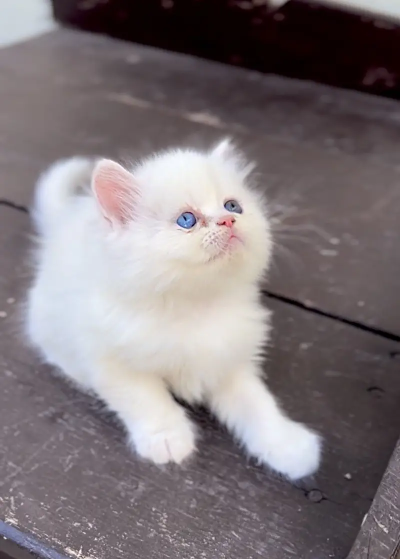 Persian kittens punch face triple coat — photo 6