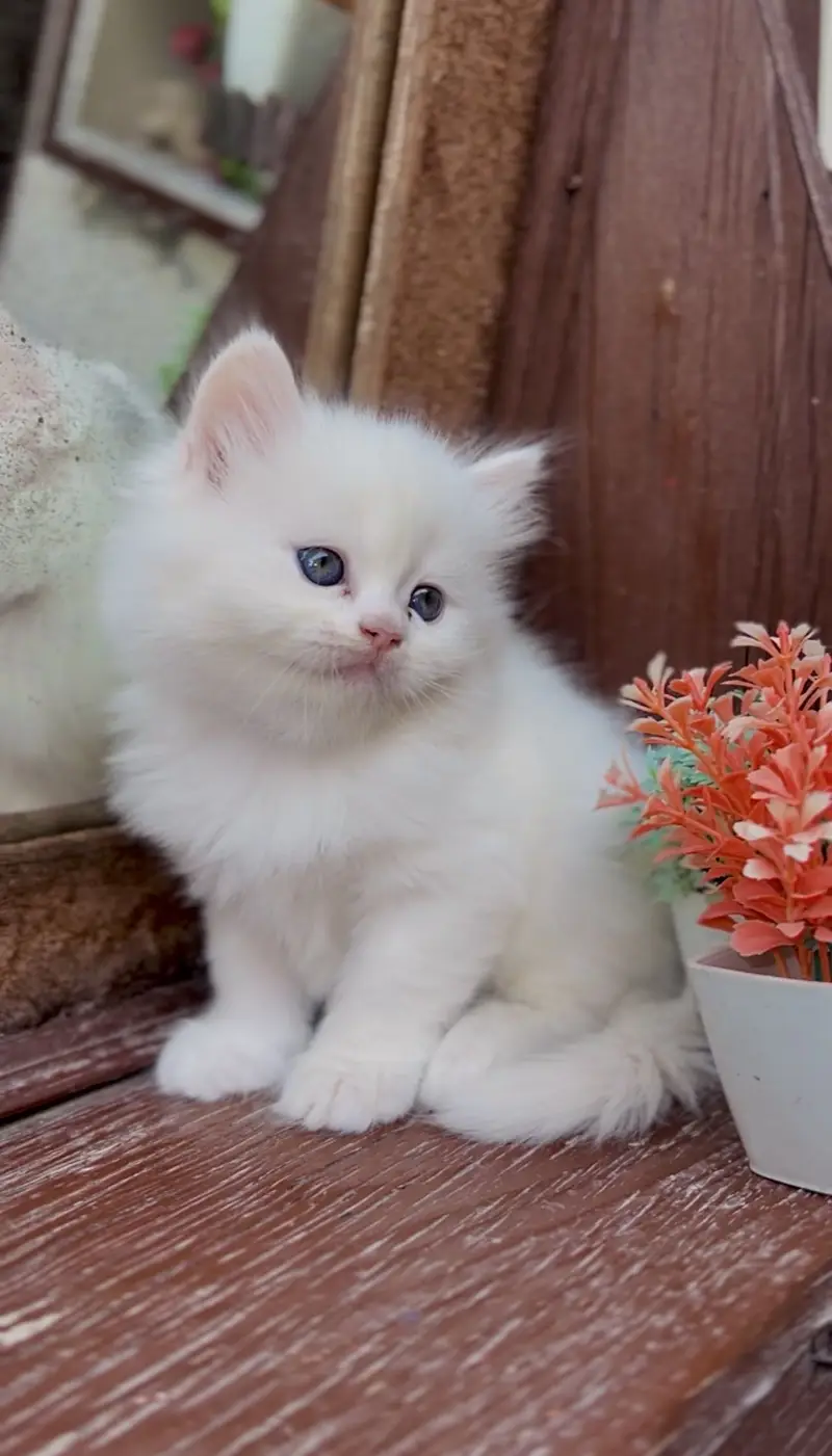 Persian kittens punch face triple coat — photo 7