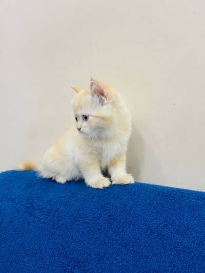 Persain kitten triple coated