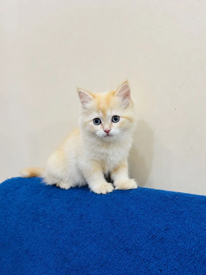 Persain kitten triple coated — photo 2
