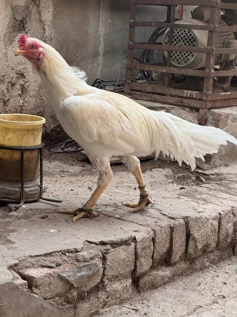Aseel Murgha — photo 2