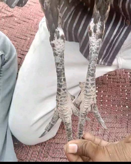 thi pati 2
