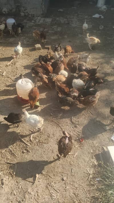 Hens for urgent sale bulk
