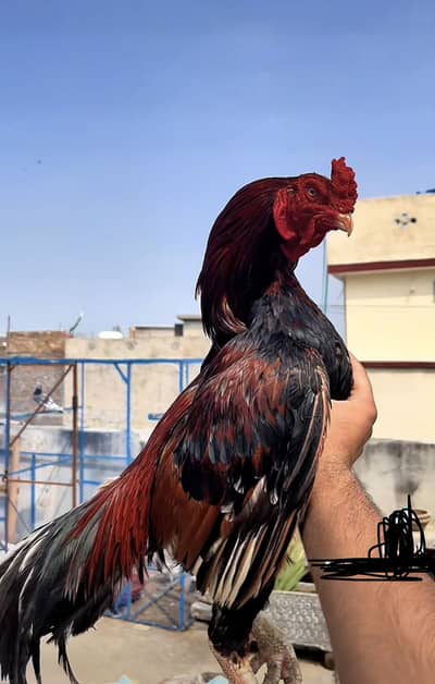 Aseel murgha Mianwali ambroha hen cock