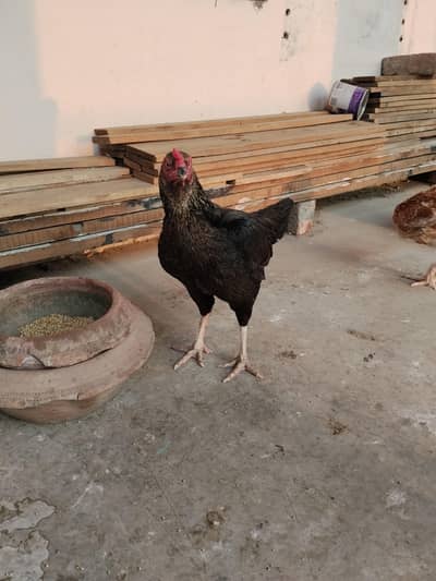 aseel hens pure quality truath cross