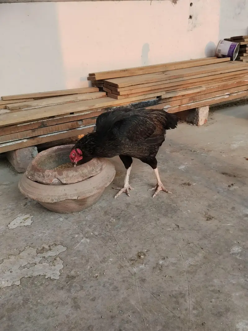 aseel hens pure quality truath cross — photo 2