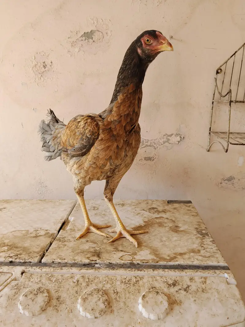 aseel hens pure quality truath cross — photo 3